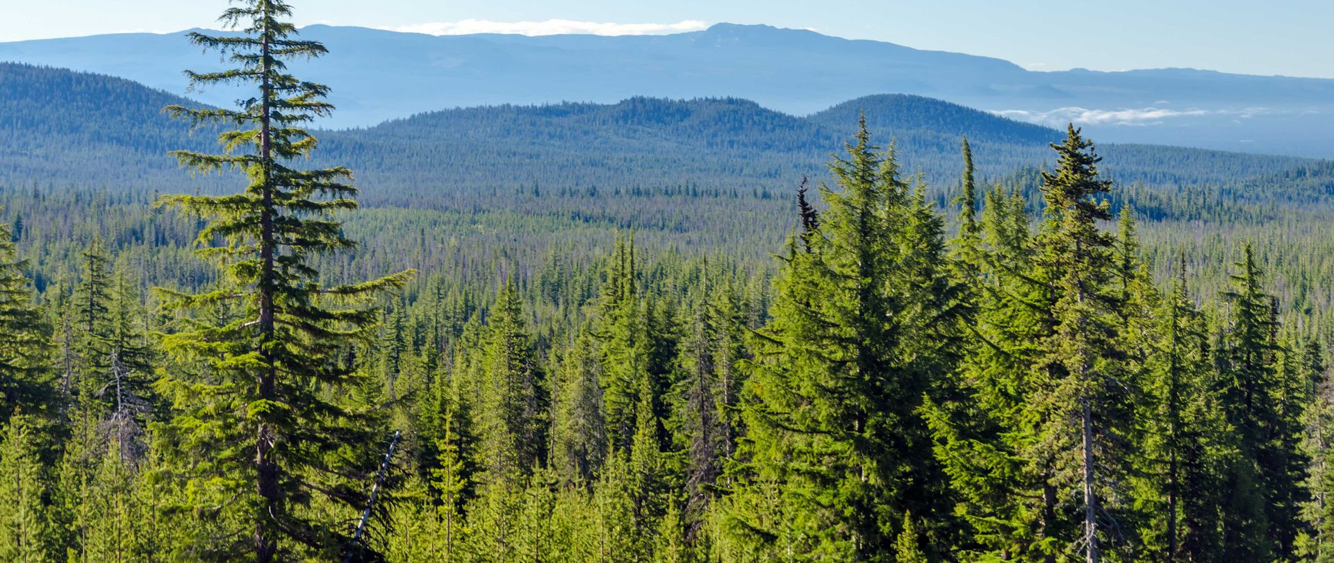 forest in the mountains